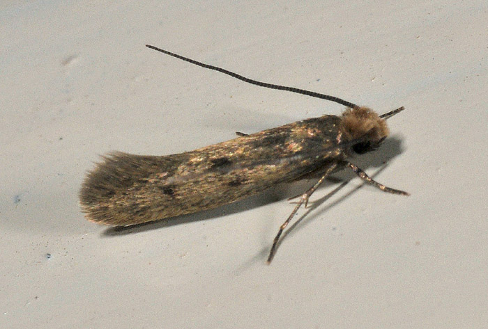 Tineidae 2